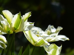 FZ014110 Tulips in garden.jpg